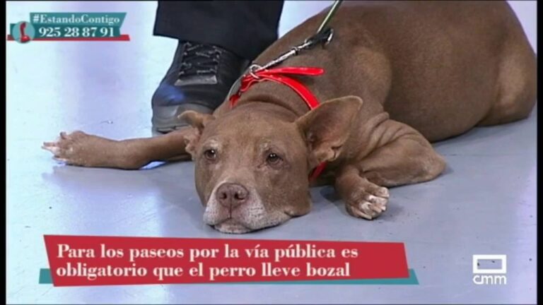 Guía completa de curso para dueños de perros potencialmente peligrosos (PPP)