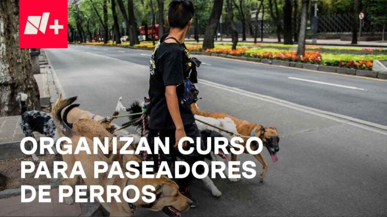 Curso Paseador de Perros: Gu&iacute;a Completa para Ser un Profesional