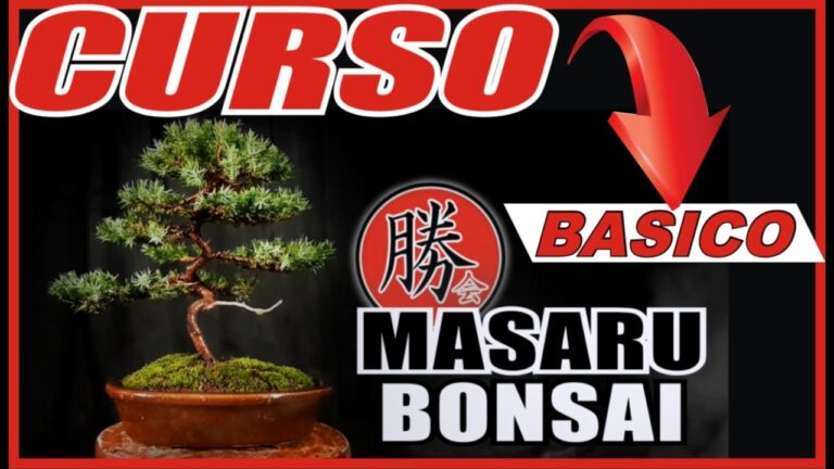 Curso de Bons&aacute;i para Principiantes: Gu&iacute;a Pr&aacute;ctica