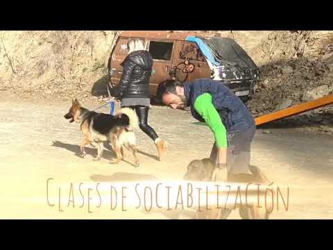 Curso de educador canino en Alicante