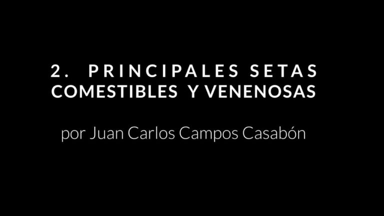 Curso de Micología en Madrid: Aprende sobre Hongos de forma óptima