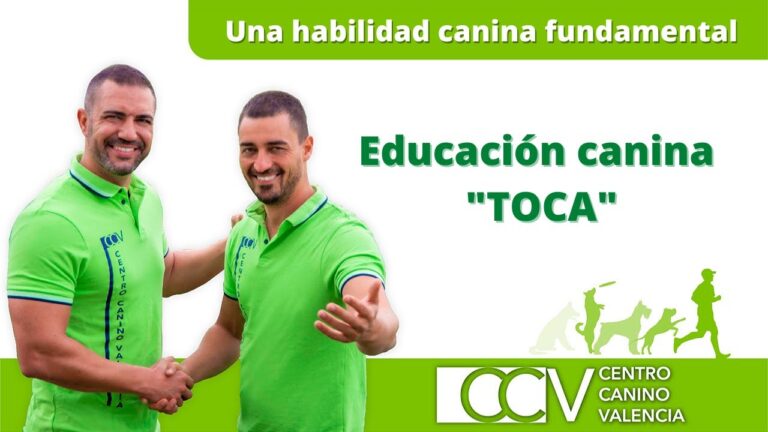 Curso de Adiestramiento Canino en Valencia: Todo lo que Necesitas Saber
