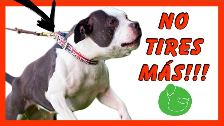 Curso Canino: El Entrenamiento Perfecto para tu Mejor Amigo