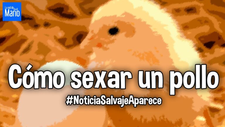 Curso de sexado de pollos: aprende a identificar el sexo de forma eficiente