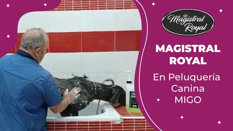 Curso de Peluquería Canina en Murcia: Aprende con los Mejores