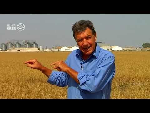 Producción de arroz por provincias en España