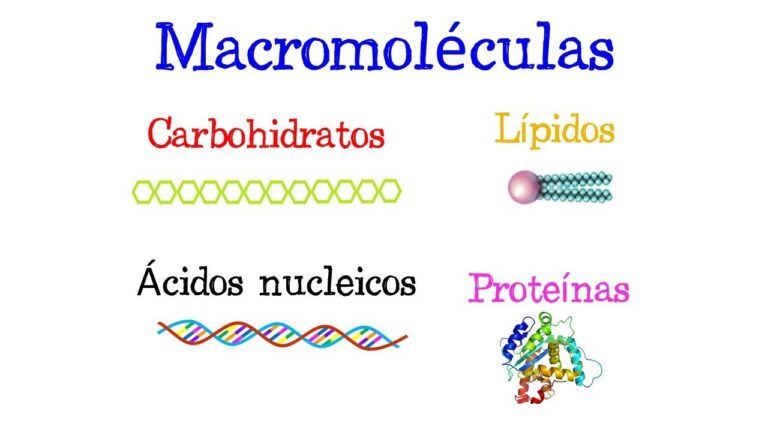 Ejemplos de Macromoléculas en la Naturaleza
