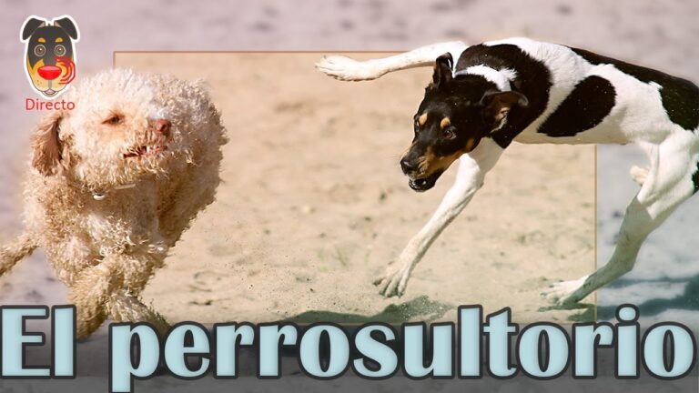 Cursos de Etología Canina: Aprende el Comportamiento de tu Perro