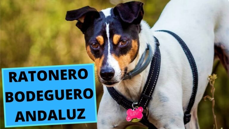 Bodeguero: Traducci&oacute;n y Uso en Ingl&eacute;s