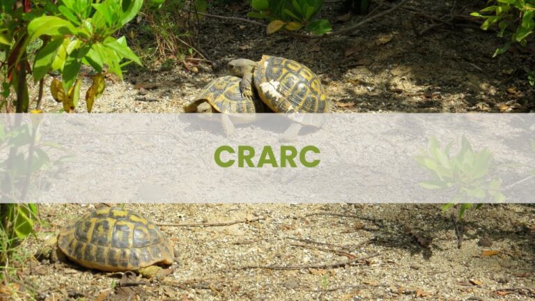 Centro de Recuperaci&oacute;n de Anfibios y Reptiles de Catalu&ntilde;a: Conservaci&oacute;n y Educaci&oacute;n Ambiental