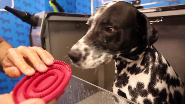 Mejor Peluquer&iacute;a Canina en Ponferrada
