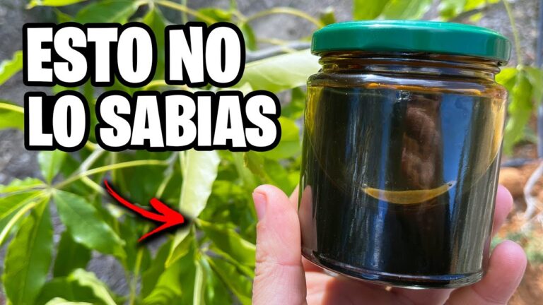 Mejoras en la Sepe Huerta de la Salud: Un Enfoque Integral