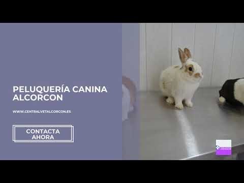 Peluquería Canina en Alcorcón: Estilo y Cuidado para tu Mascota