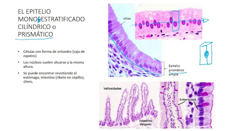 Epitelo Monoestratificado: Funciones y Características Esenciales